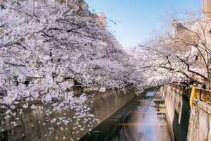 Ngỡ ngàng cảnh hàng trăm nghìn cây hoa anh đào nở sớm ở Tokyo