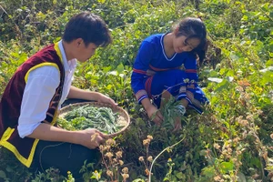 Ngoài giờ học. Y Thảo và Cường đi tìm và hái cây ngải dại để làm xà phòng tắm.