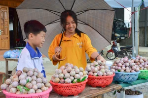 Học sinh tham gia bán mận.