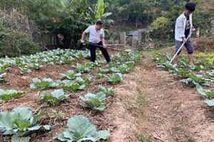 Thầy Nguyễn Công Danh làm vườn cùng học trò.