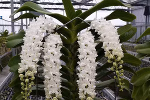 Lan Rhy đuôi cáo / đuôi chồn.