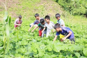 Ngoài giờ học tập trên lớp, thầy và trò Trường Phổ thông DTNT huyện Phước Sơn còn tăng gia, sản xuất để cải thiện bữa ăn hằng ngày. Ảnh: TG