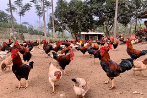 Việt Nam chưa ghi nhận trường hợp virus H5N8 lây từ gia cầm sang người. Ảnh minh họa.