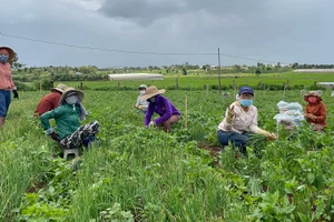 Cán bộ, giáo viên Trường THPT Đức Trọng (Lâm Đồng) tham gia thu gom rau, củ quả ủng hộ Chuyến xe yêu thương.