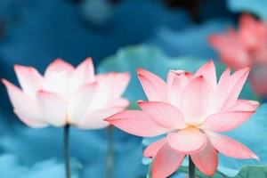 Trong bài thơ Quốc tộ, Thiền sư Pháp Thuận đã khẳng định giang san bền vững với một nền thái bình muôn thuở, trong đó nhà vua lấy đức để trị.