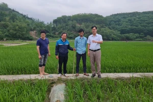PGS.TS Nguyễn Văn Hoan (người cầm gậy), nguyên Viện trưởng Viện Nghiên cứu Lúa, Học viện Nông nghiệp vẫn miệt mài nghiên cứu các dòng lúa lai.