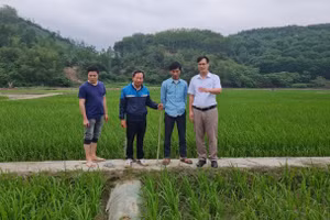 PGS.TS Nguyễn Văn Hoan (người cầm gậy), nguyên Viện trưởng Viện Nghiên cứu Lúa, Học viện Nông nghiệp vẫn miệt mài nghiên cứu các dòng lúa lai.