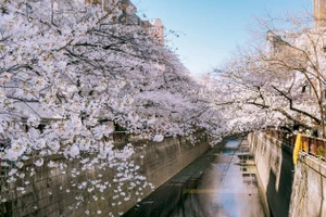 Ngỡ ngàng cảnh hàng trăm nghìn cây hoa anh đào nở sớm ở Tokyo