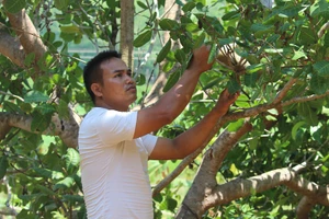 Nhờ áp dụng khoa học kĩ thuật vào sản xuất, mỗi năm gia đình A Thái thu nhập được khoảng 300 triệu đồng.