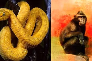 3 con giáp sự nghiệp rực rỡ, tình duyên như mơ năm Tân Sửu 2021