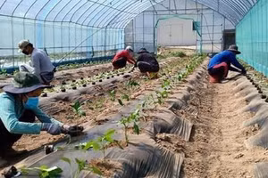 Lao động Việt Nam làm nông nghiệp tại Hàn Quốc.