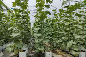 Dưa lưới có chất lượng và nguồn thu cao được trồng ở nhiều địa phương nước ta.