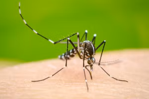 TPHCM ghi nhận hơn 3.200 ca sốt xuất huyết