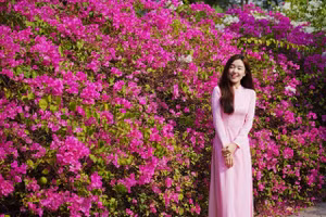 Giàn hoa giấy bên Trường ĐH Tôn Đức Thắng