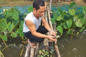 Ông Lô Văn Thế, xã Thanh Tân (huyện Như Thanh, Thanh Hóa) với mô hình nuôi ốc nhồi. 
