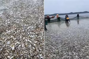 Ngư dân Thanh Hóa trúng mẻ cá hơn 20 tấn. (Ảnh cắt từ clip)