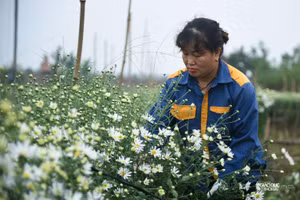 Người dân tất bật khi cúc họa mi được mùa