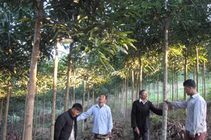 Người dân bản Táng Ngá, xã Nậm Chà phát triển diện tích trồng quế.