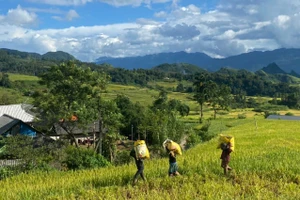 Ngày mùa trên Tả Lèng.