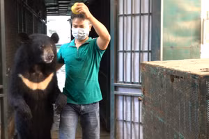 Các nghệ sỹ thường xuyên chăm sóc gấu hỗ trợ đưa gấu vào lồng vận chuyển bằng cách dụ và dắt gấu.