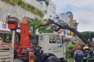 Hiện trường vụ cây đổ tại Trường THCS Trần Văn Ơn ngày 3/4/2023.