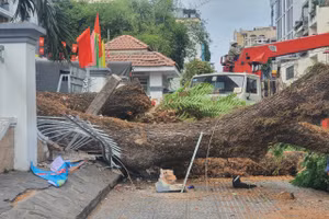 Hiện trường cây điệp bật gốc trước cổng Trường THCS Trần Văn Ơn.