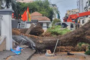 Hiện trường vụ cây xanh bật gốc tại Trường THCS Trần Văn Ơn.