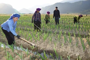 Bà con xã Ngọc Chiến đang chăm sóc hoa lay ơn tại ruộng.