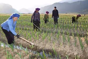 Bà con xã Ngọc Chiến đang chăm sóc hoa lay ơn tại ruộng.