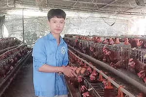  Nhờ chịu khó, ham học hỏi, anh Tuyền đã nuôi gà siêu trứng thành công và thoát nghèo.