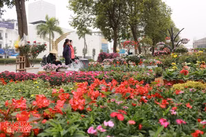 Nhiều nhà vườn bắt đầu nhập hoa về bán trên tuyến đường Lê Nin.
