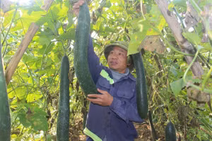 Nông dân huyện Anh Sơn vui mừng vì quả bí xanh mang lại thu nhập cao.