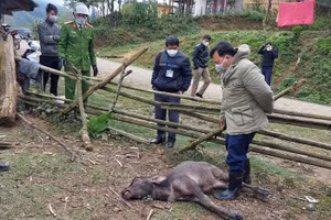 Đoàn công tác của huyện Kỳ Sơn đi kiểm tra trâu, bò bị chết rét