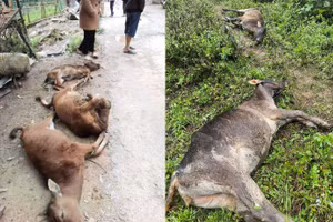 Trâu, bò bị chết rét ở huyện Kỳ Sơn (tỉnh Nghệ An).