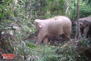 Cán bộ VQG Pù Mát đặt bẫy ảnh trong rừng.