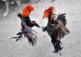 Gà chọi trong một sới đấu. (Ảnh mang tính chất minh họa).