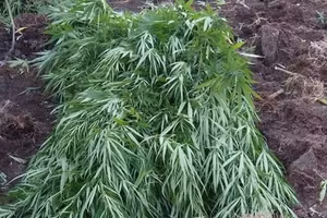 Hàng trăm cây cần sa được trồng trái phép tại một rẫy cà phê 