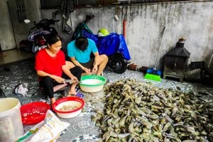 Hàng tấn "lộc biển" dạt vào bờ, người dân đội mưa đổ xô đi vớt