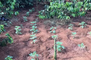 Phát hiện cây cần sa mà các đối tượng đã trồng xen trong rẫy cà phê.