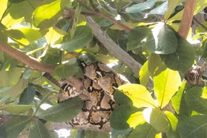 Trăn gấm trong khuôn viên trường THPT Nguyễn Trãi.