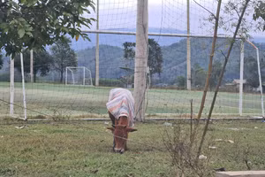 Thừa Thiên – Huế: Gần 500 con trâu bò ở miền núi chết rét  