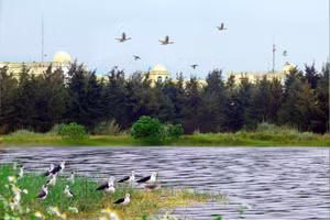 Nhiều loài chim biển thường về cư trú tại rừng cây, nơi có hồ điều hòa trong  khuôn viên Formosa