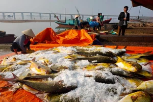 Hà Tĩnh: Ngư dân thu hơn nửa tỷ sau 1 đêm ra khơi