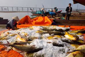 Hà Tĩnh: Ngư dân thu hơn nửa tỷ sau 1 đêm ra khơi