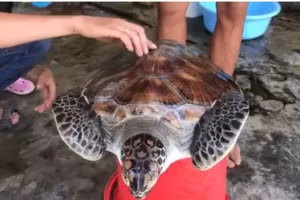 Cá thể Vích bị thương được ngư dân Hoàng Ngọc Hậu phát hiện.