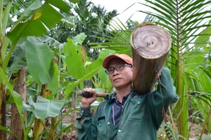 Ông Nguyễn Tiến Dũng ở xã Hành Tín Đông, chọn những cây chuối to nhất trong vườn để kết bè phòng cứu đàn vật nuôi để khi lũ lên.