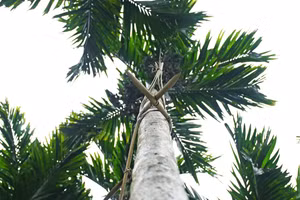 Chủ vườn dùng chông lồ ô vót nhọn quấn vào thân cau để ngăn trộm.