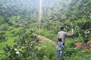 Vườn ổi Soli bắt đầu cho quả ở xã Sơn Liên.