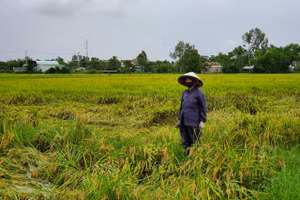 Bà Phẩm đứng thẩn thờ giữa đám ruộng của mình. 