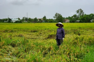 Bà Phẩm đứng thẩn thờ giữa đám ruộng của mình. 